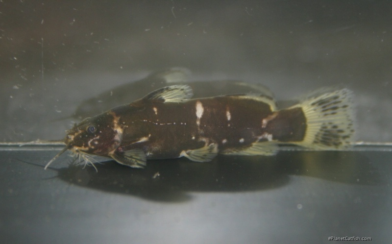 Microsynodontis sp. (1)