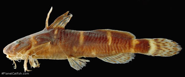 Microsynodontis vigilis