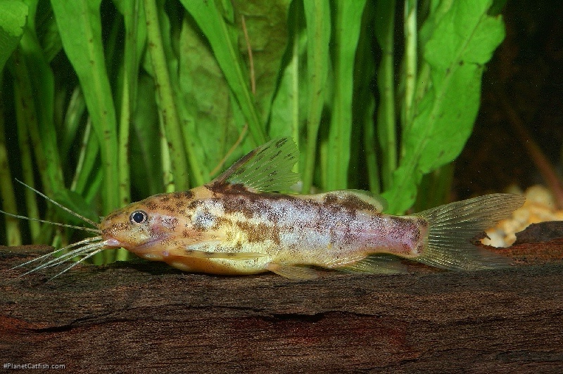 Mochokiella paynei