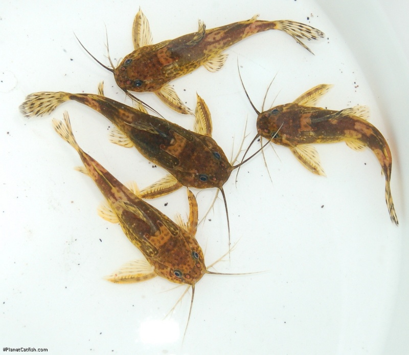 Mochokiella paynei