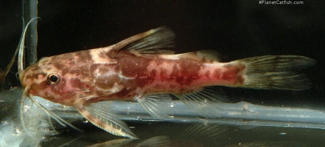 Mochokiella paynei