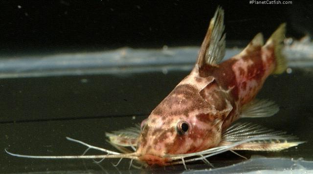 Mochokiella paynei