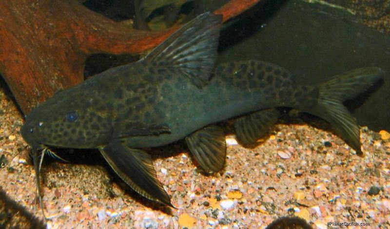 Synodontis acanthomias