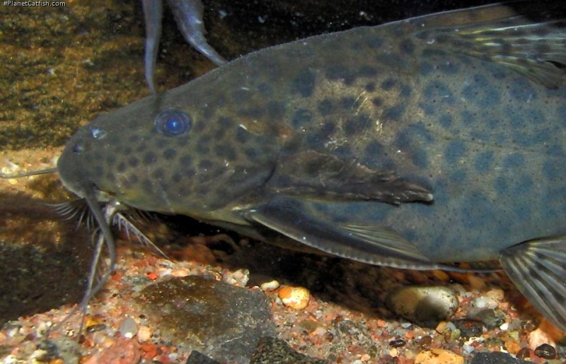 Synodontis acanthomias