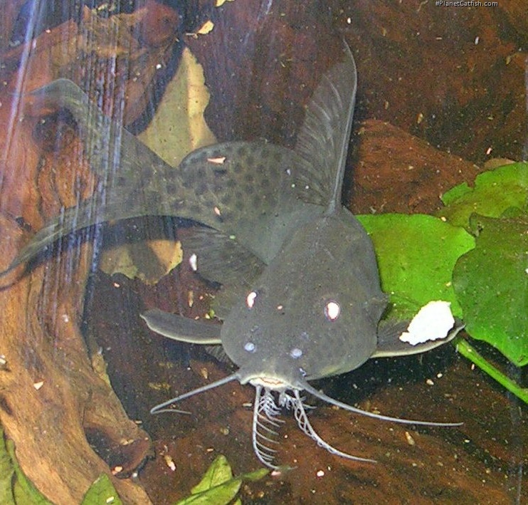 Synodontis acanthomias