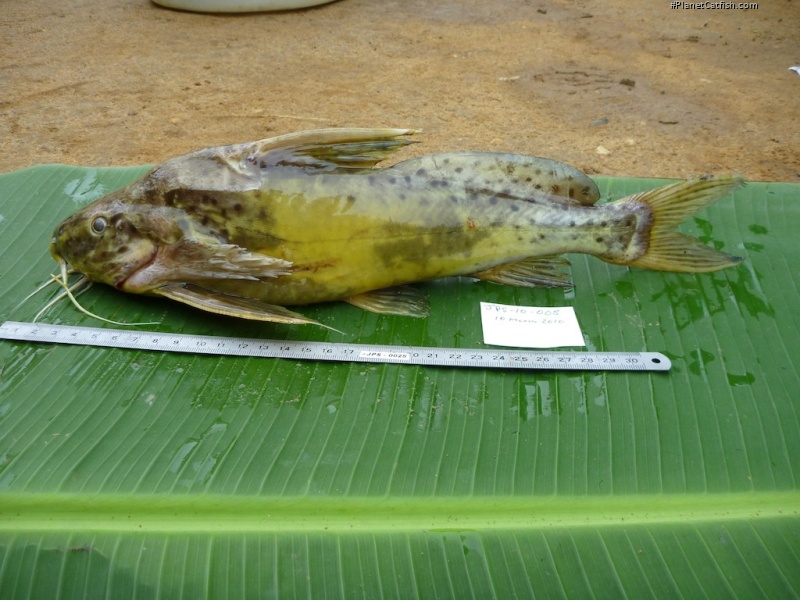 Synodontis acanthomias