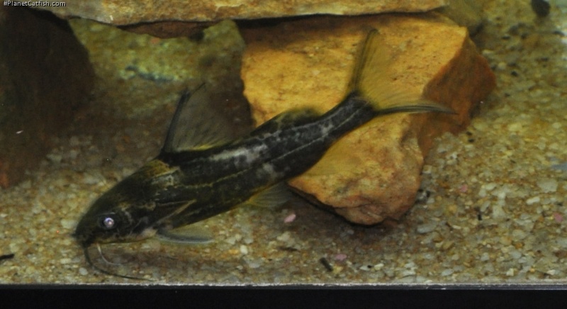 Synodontis afrofischeri