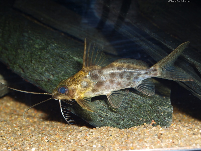 Synodontis alberti