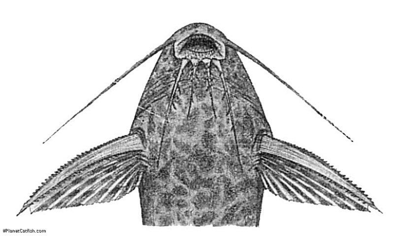 Synodontis albolineatus