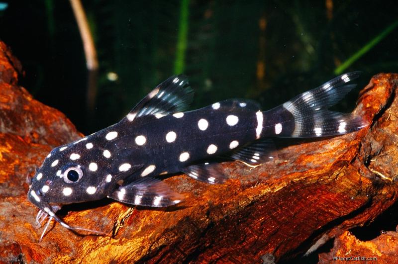 Synodontis angelicus