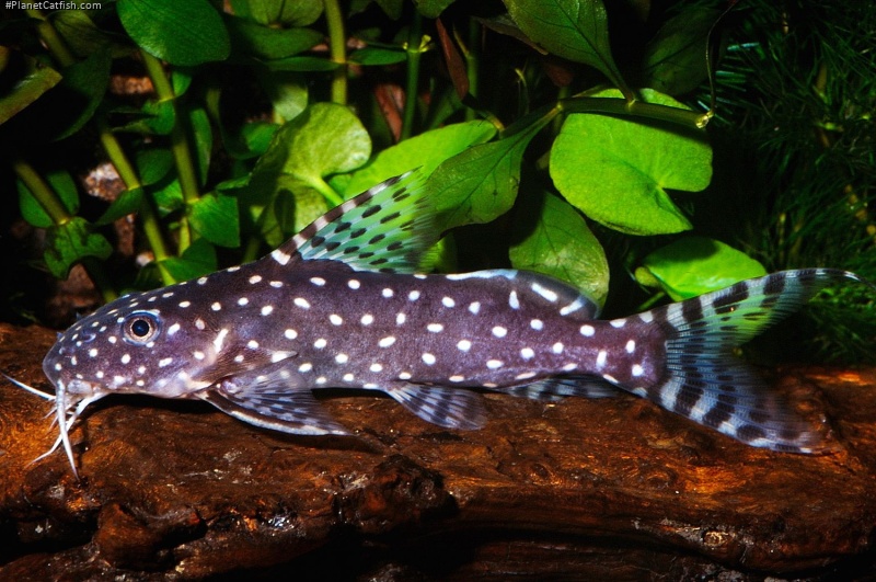 Synodontis angelicus