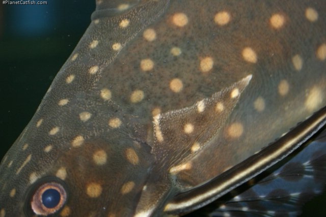 Synodontis angelicus