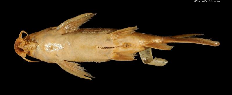 Synodontis annectens
