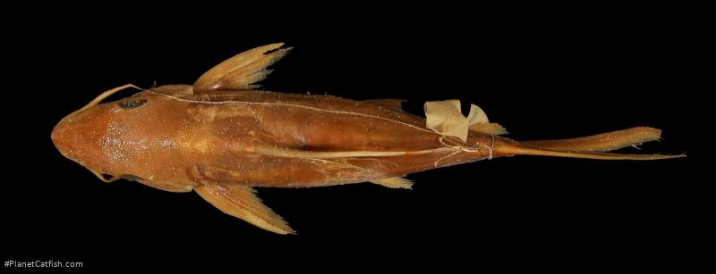 Synodontis annectens
