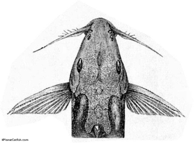 Synodontis annectens