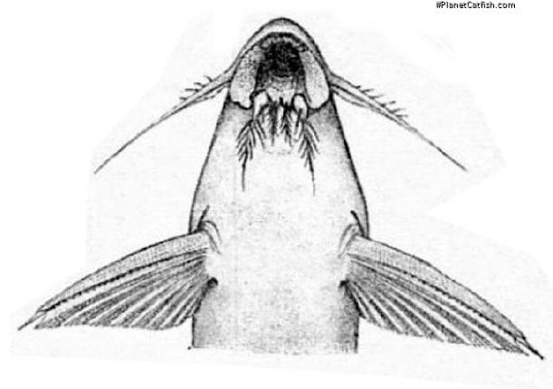 Synodontis annectens
