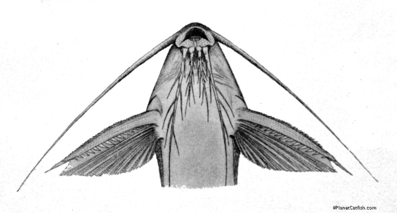 Synodontis arnoulti