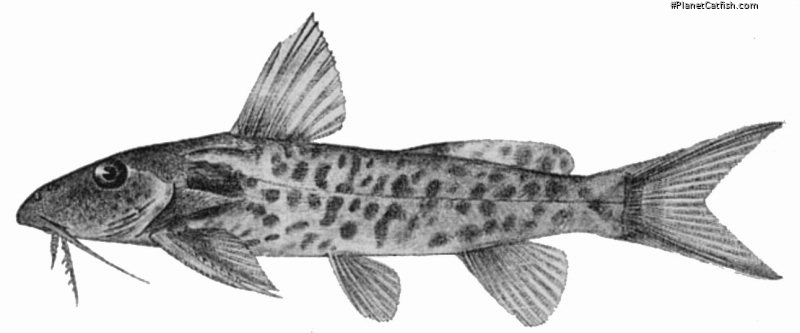 Synodontis bastiani