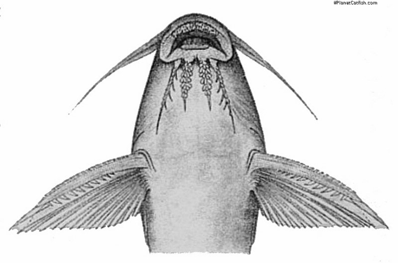Synodontis bastiani