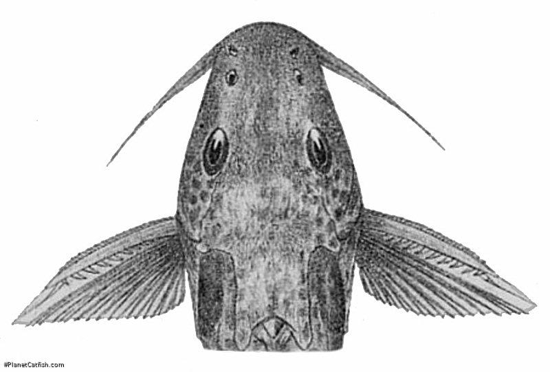 Synodontis bastiani