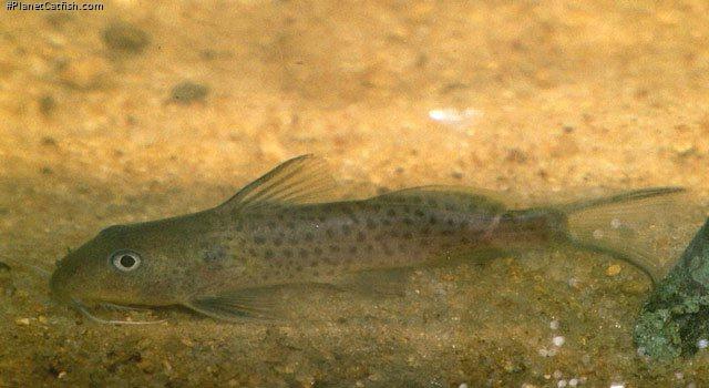 Synodontis bastiani