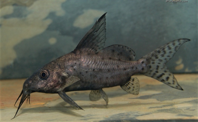 Synodontis batensoda