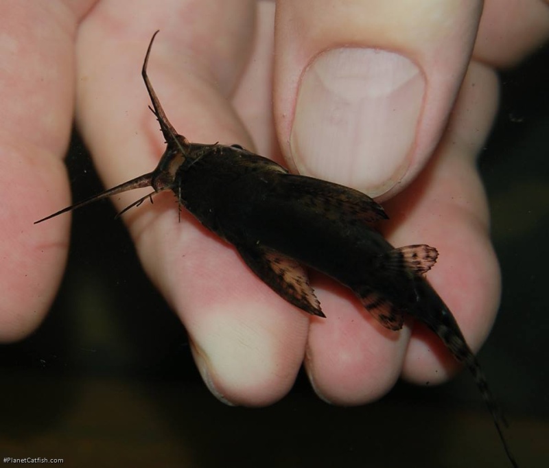 Synodontis batensoda