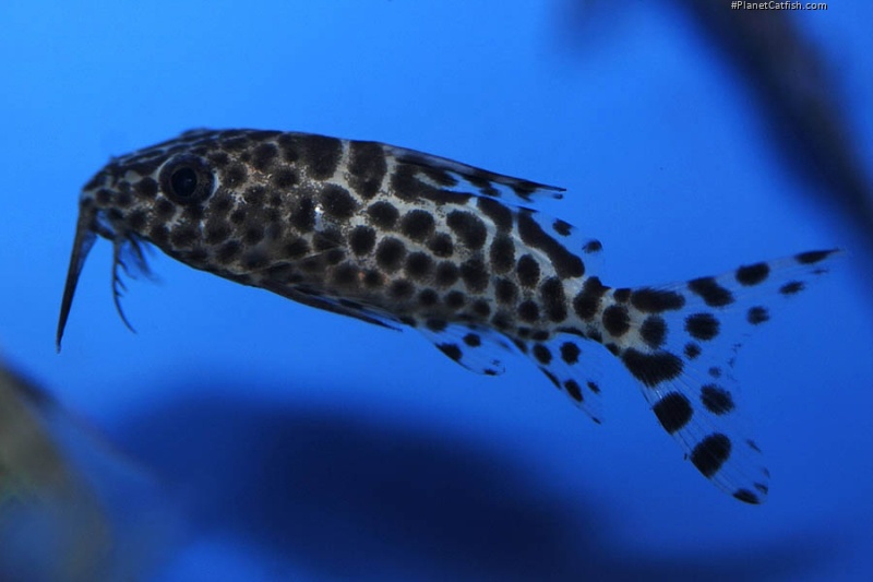 Synodontis batensoda