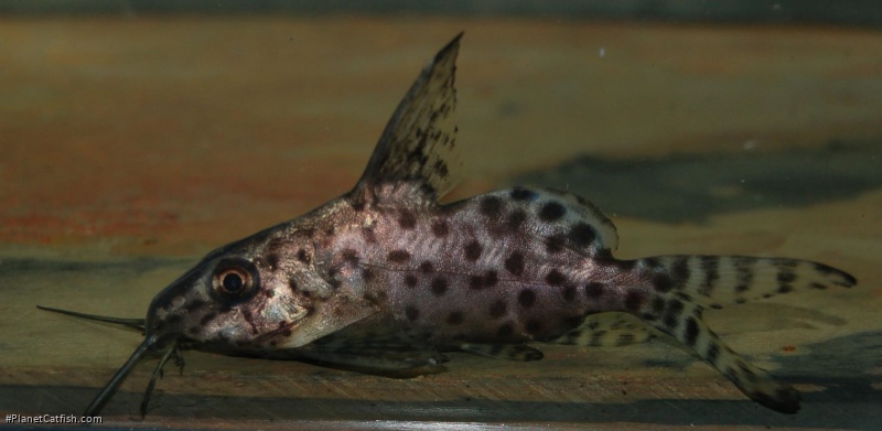 Synodontis batensoda