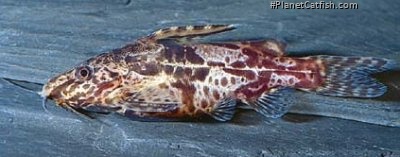 Synodontis batesii