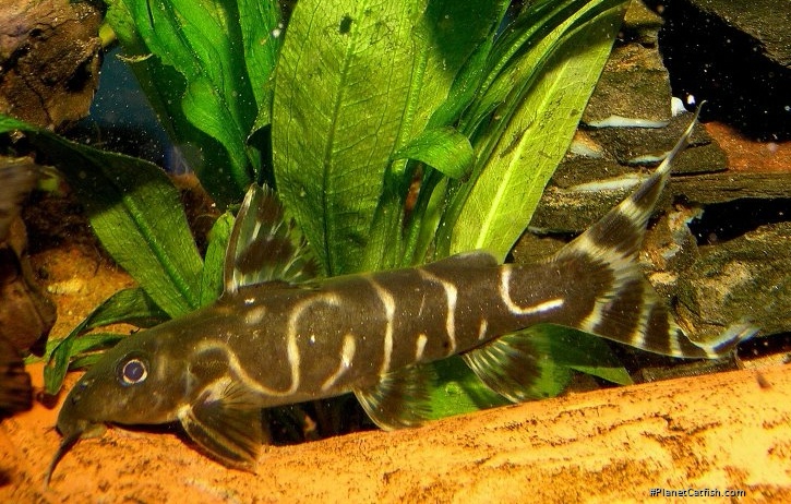 Synodontis brichardi