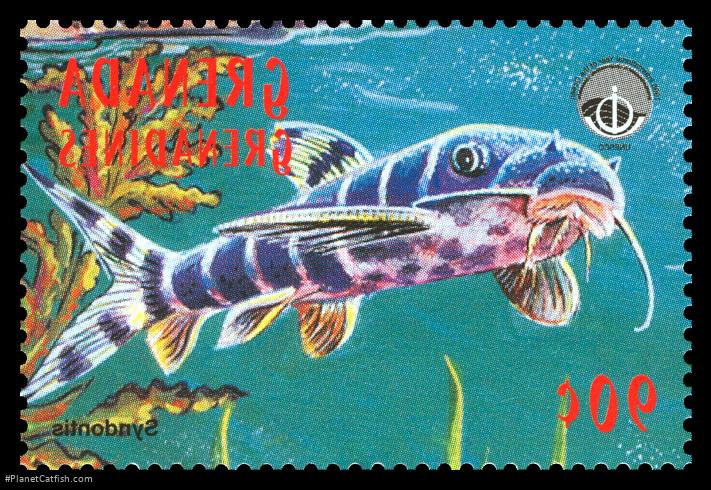 Synodontis brichardi