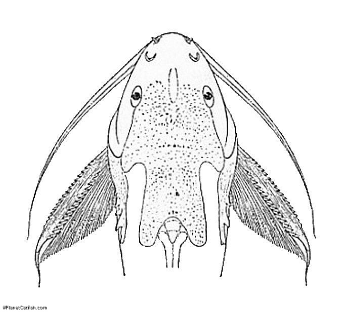 Synodontis budgetti