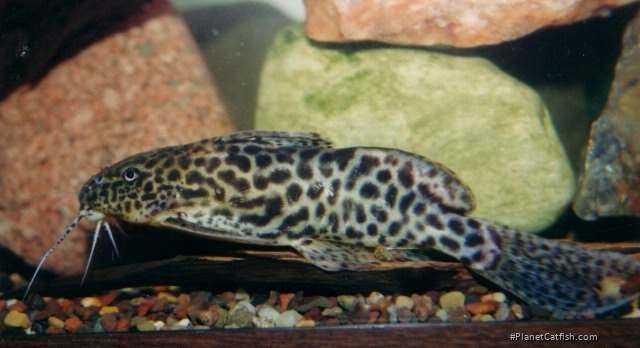 Synodontis caudalis