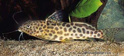 Synodontis caudalis