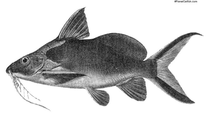 Synodontis caudovittatus