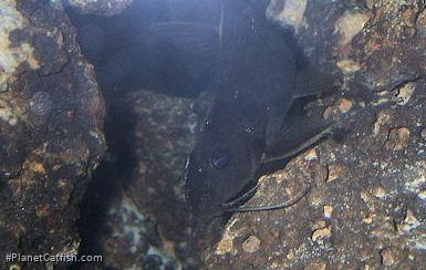 Synodontis caudovittatus