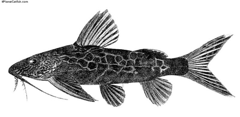 Synodontis centralis