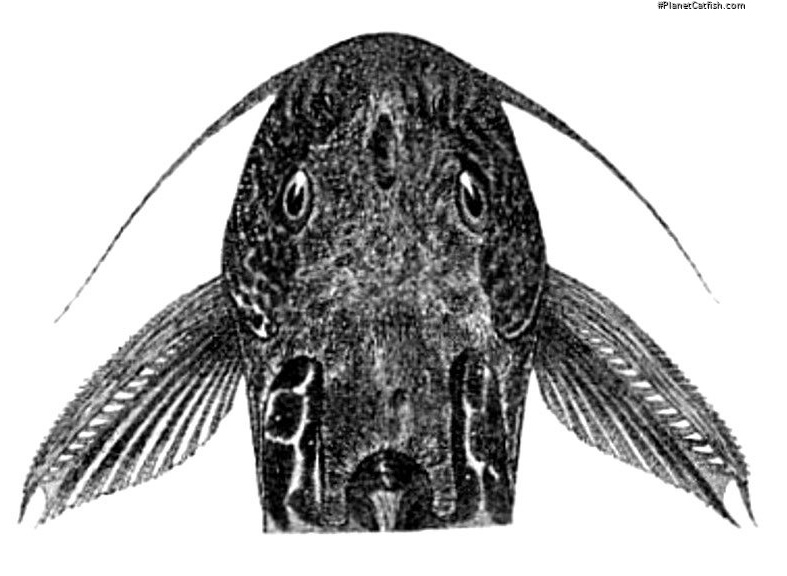 Synodontis centralis