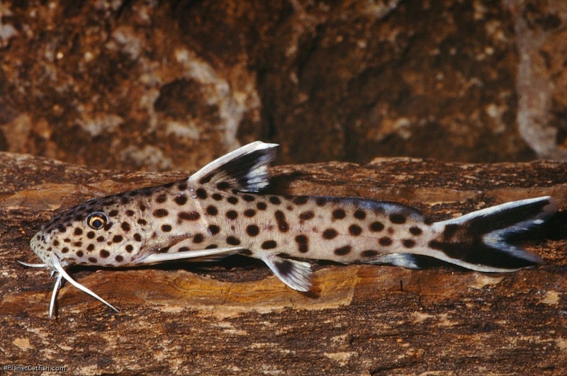 Synodontis cf. petricola