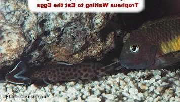 Synodontis cf. polli(1)
