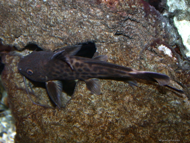 Synodontis cf. polli(1)