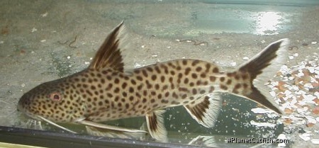 Synodontis cf. polli(2)
