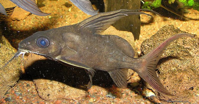 Synodontis clarias