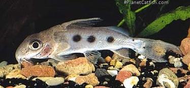 Synodontis congicus