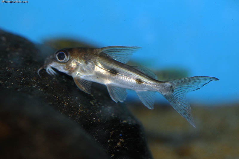 Synodontis congicus