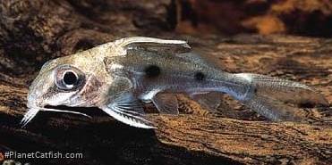 Synodontis congicus