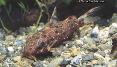 Synodontis contractus