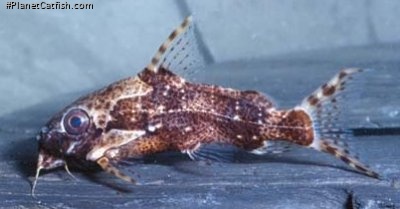 Synodontis contractus