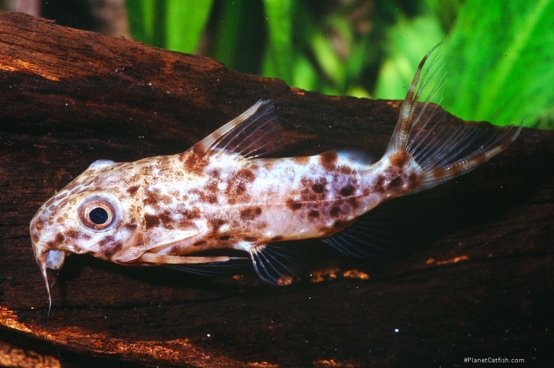 Synodontis contractus